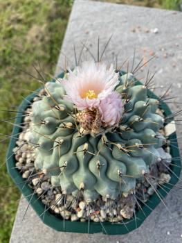 Thelocactus lophothele